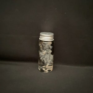Wet Specimen Mouse Found In NM