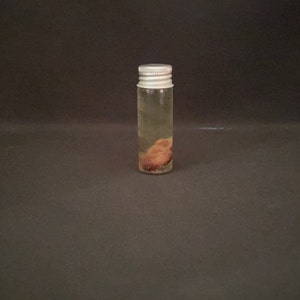 Real Texas Heart Wet Specimen