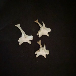 Real New Mexico Small Animal Vertebrae