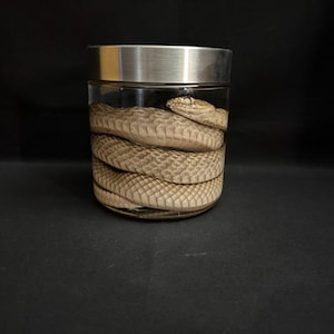 May include: A preserved snake coiled inside a clear glass jar with a silver lid. The snake's scales are a light tan color, and the jar is set against a black background.