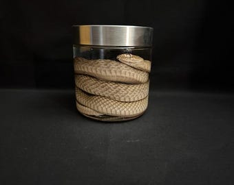 Real Wet Specimen Snake