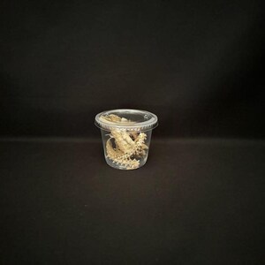 Real Snake Pieces