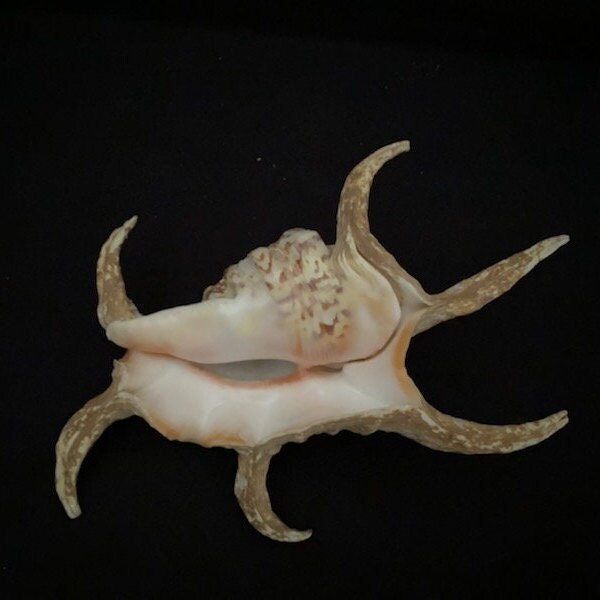 Real Sea Shell - Etsy