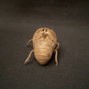 Texas Cicada Exoskeleton image 5