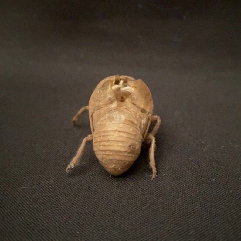 Texas Cicada Exoskeleton image 5