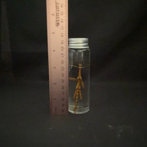 May include: A clear glass jar with a silver lid containing a preserved stick insect. The insect is brown and has long legs.