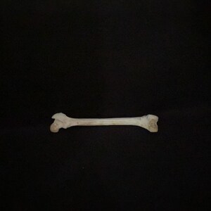 Real New Mexico Leg Bone