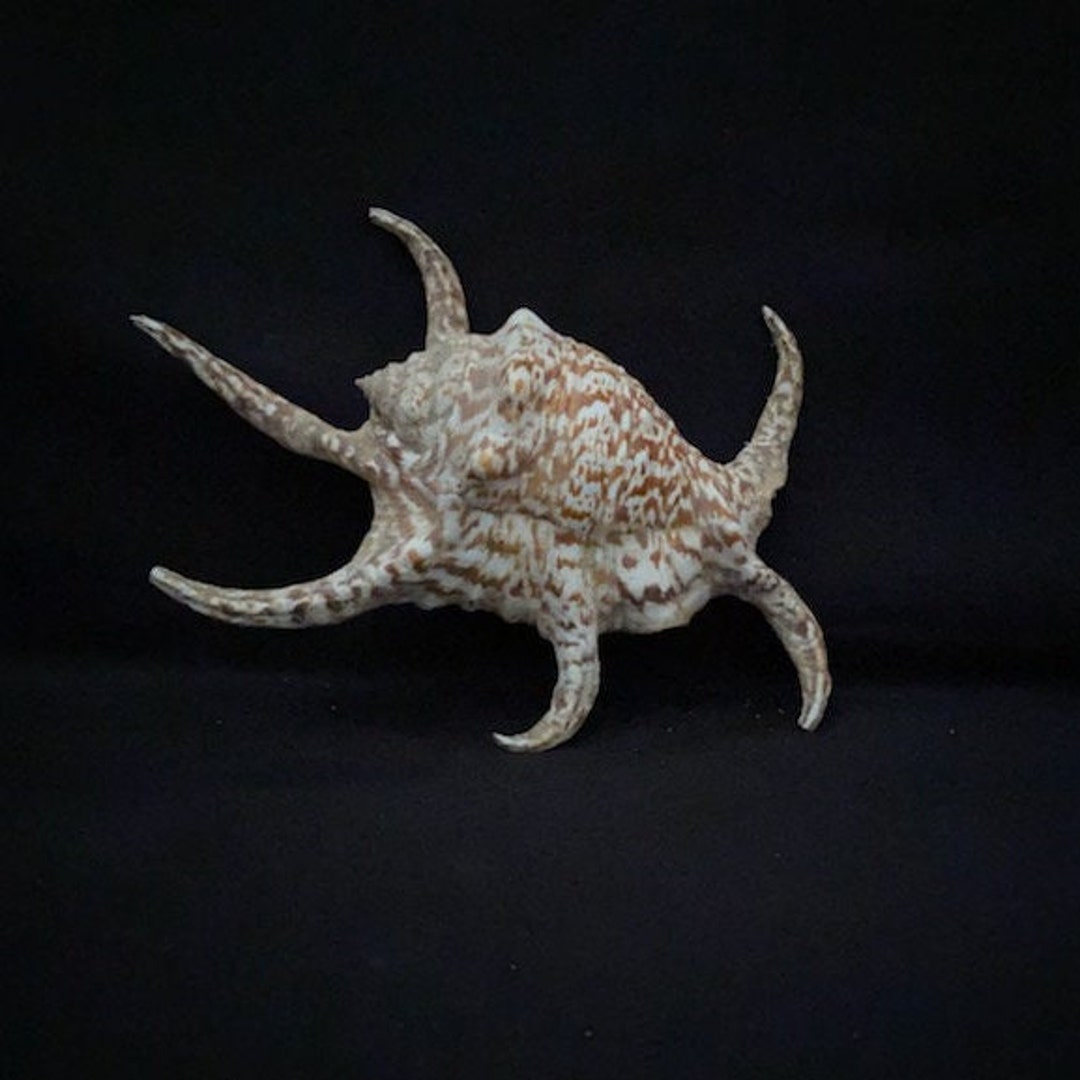 Real Sea Shell - Etsy