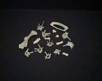 Real Set Of Texas Bones