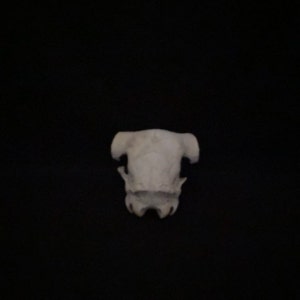 Real Texas Skull Plate