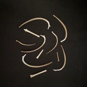 Real New Mexico Small Animal Bones