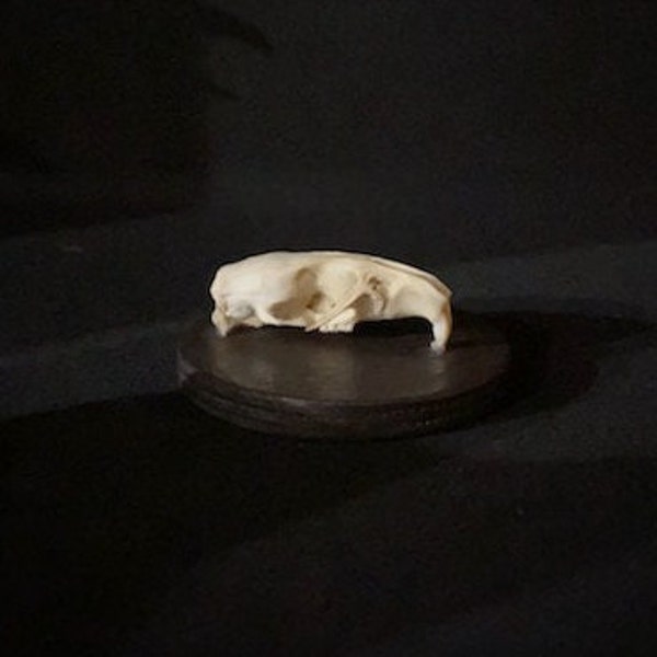 Rodent Skull On Plaque