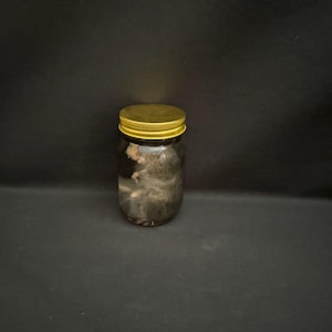 Real Male Rat Wet Specimen