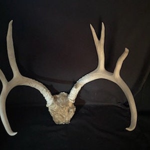Real Deer Antles With Some of The Skull Plate Attached