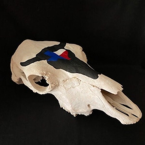 Real Texas Cow Skull With Painted Bull And Texas Emblem