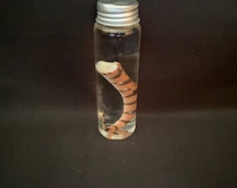 Real Wet Specimen  Snake Tail