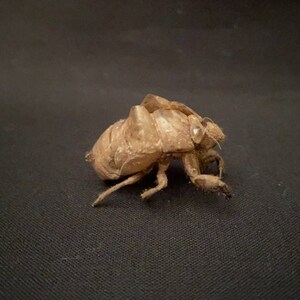 Texas Cicada Exoskeleton image 6