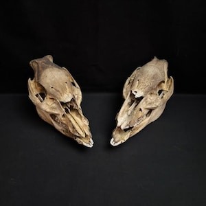 Real Set Of 2 Hog Skulls