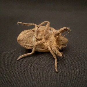 Texas Cicada Exoskeleton image 2