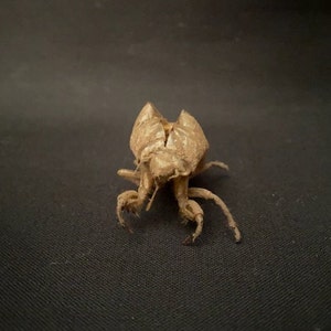 Texas Cicada Exoskeleton image 7