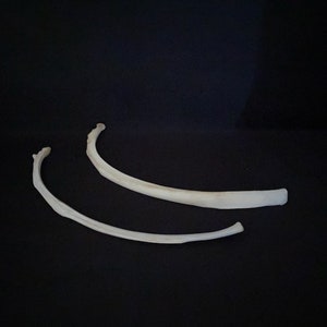 May include: Two white animal ribs, curved and slightly bent, on a black background.