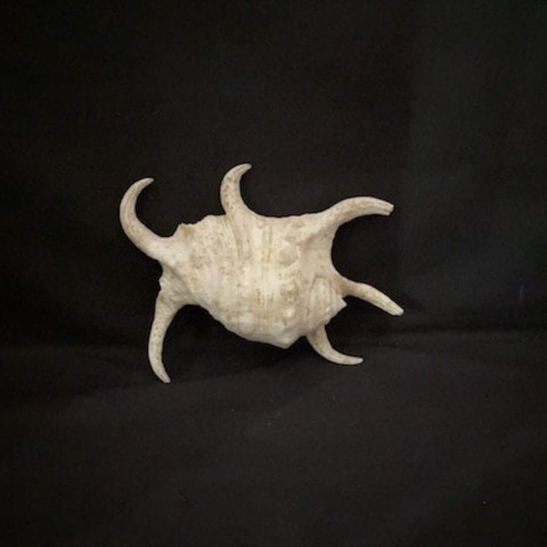 Real Beautiful Sea Shell - Etsy