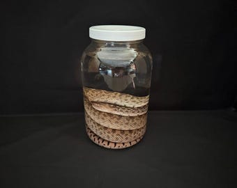 Real Big F Bull Snake Wet Specimen