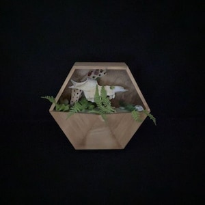 Real Deer Jaw Bone  Shadow Box