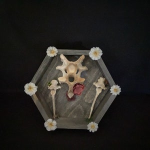 Beautiful Oddities Shadow Box