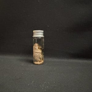 Real Small Wet Specimen Mouse