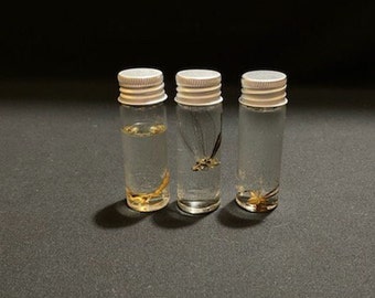 Wet Specimen Set of New Mexico Bugs