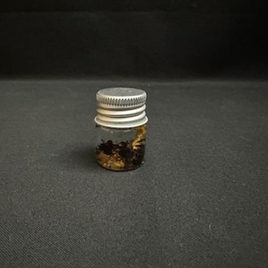 Real Wet Specimen Ants