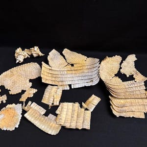May include: A collection of light tan, segmented pieces, possibly from a natural material, arranged against a black background. The pieces vary in size and shape, some appearing to be curved or layered, suggesting a possible organic origin.