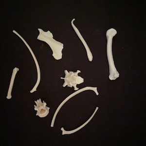 Real Small Animal Bone Set
