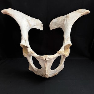 Real Cow Pelvic Bone