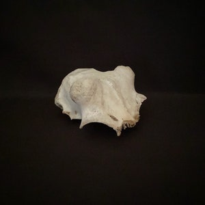 Real Big Deer Skull Plate