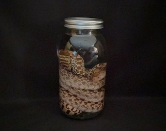Real Wet Specimen Bull Snake
