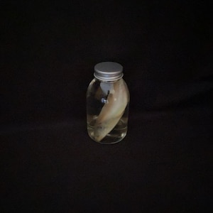 Real Wet Specimen Big Fish