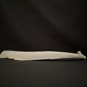 Real Texas Cow Rib Bone