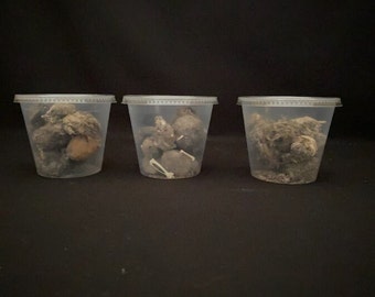 Real Owl Pellets In Containers