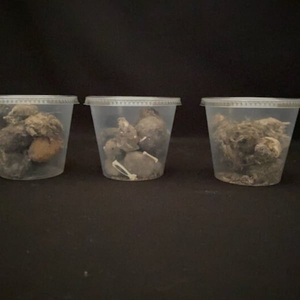 Real Owl Pellets In Containers