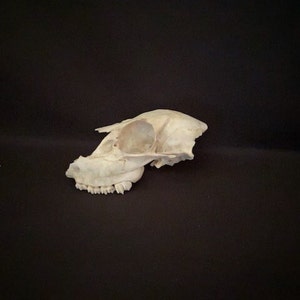 Real Deer Skull Found Naturally In Texas