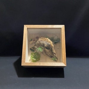 Real Baby Aoudad Ram Shadow Box
