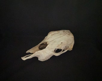 Real Texas Calf Skull