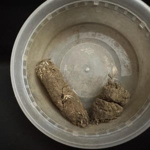 Real Coyote poop Great For A gag Gift