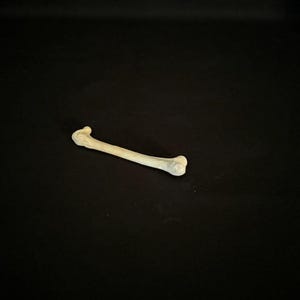 Real Small Leg Bone