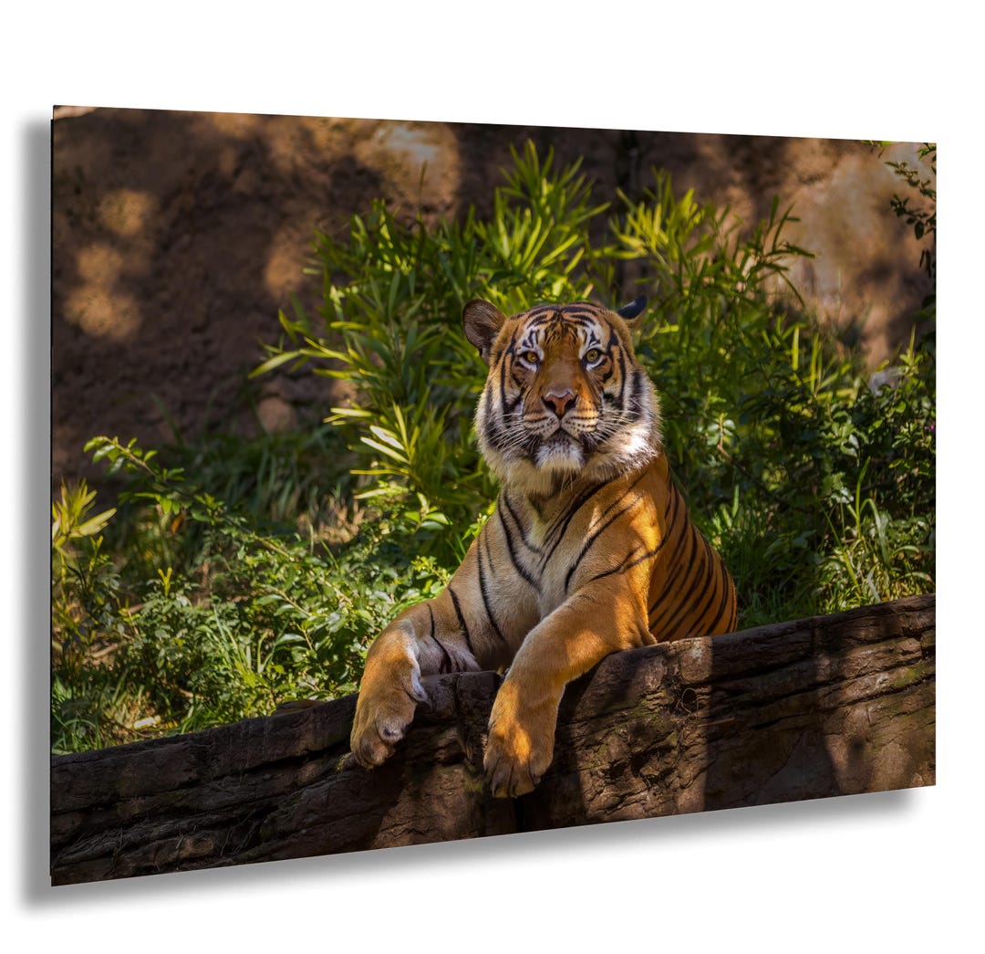 Bengal Tiger Wall Art Print – Wildlife Jungle Safari Animal Fine Art ...