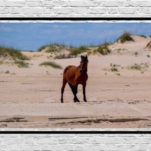 Horse Corolla North Carolina Beach Photography - Digital Download Printable Wall Art Hanging