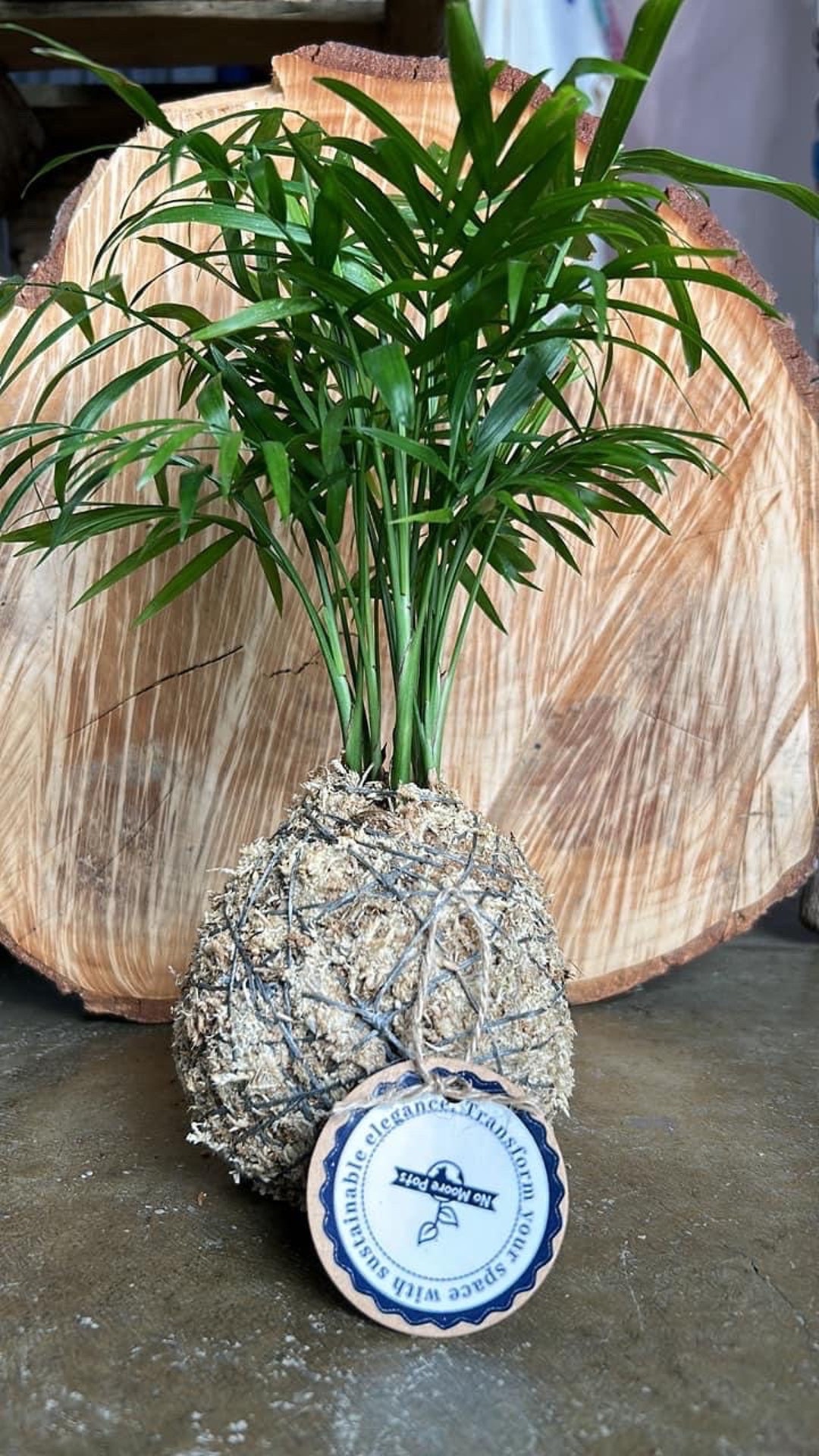 Staghorn Fern Kokedama Ball Etsy