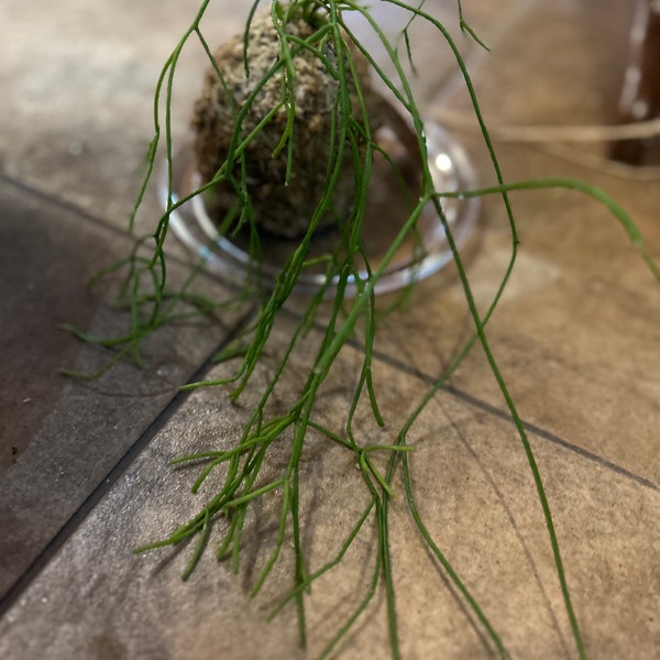 Mistletoe cactus kokedama moss ball